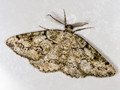 Brussels Lace